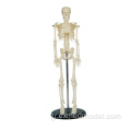 Αντίγραφο ανθρώπινου σκελετού πλήρους κλίμακας